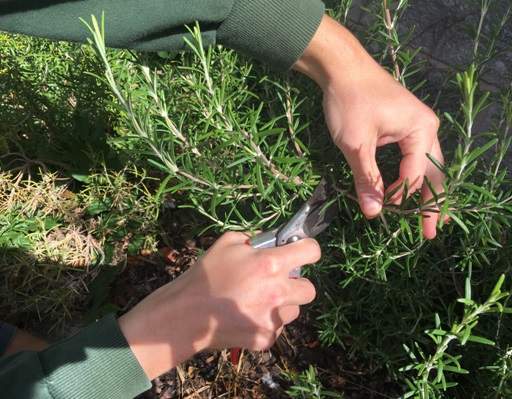 Rosemary cuttings